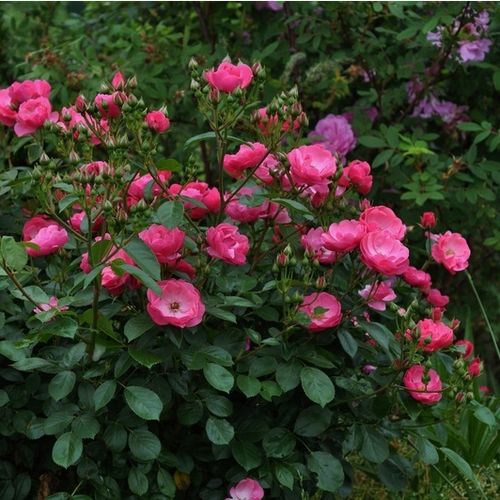 Rosa Angela® - roze - Stamroos – Kleine bloemenbossige kroonvorm